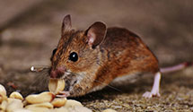 24 Hour & Emergency Exterminators in Oberon, ND